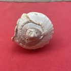 Large Horned Conch Helmut Sea Shell Natural