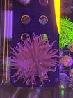 Free Shipping - Six Frags - Live Assorted Corals - Easy-medium Soft   Sps   Lps