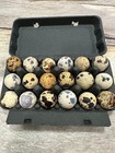 36 Coturnix Quail Fertile Hatching Eggs  Npip Certified Game Farm