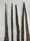 Natural Ringtail Pheasant Tail Feathers Lot Of 10 20-22  Long