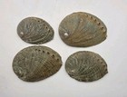 Abalone Sea Shell One Side Polished Beach Craft 3  - 4   Lot Of 4