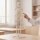 Skeleton Model With Stand Hanging Physiological Model Freestanding