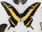 Real Framed Butterfly Collection  8