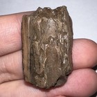 Framed Tyrannosaurus Rex Trex Dinosaur Fossil Tooth Fragment 1 34 Inches 