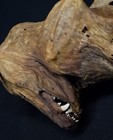 Preserved Desiccated Mummified Opossum Carcass Oddity Curio Taxidermy Display