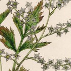 Curtis Botanical Magazine 1833 Vintage Flower Print 56 Parsely Yellow-root