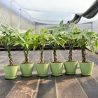 Money Tree Live Plant Value Grade