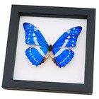 Real Butterfly Blue Morpho Cypris Framed Taxidermy Classic Black Display