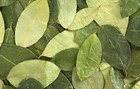 300  Coca Leaves Dried Leaves Organic   Tropical Ceylon Free Shipping Health