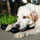 Kong Extreme Goodie Bone Durable Dog Toy For Tough Chewers Natural Rubber