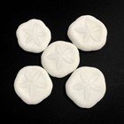 Five  5  Sand Dollar Sea Shells Laganidae Sand Dollars Sea Cookie Shell