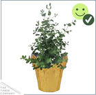 Live Eucalyptus Herb - Fresh  Aromatic   Air-purifying Plant For Your Home