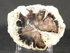 Big  Polished Blue Forest Petrified Wood Fossil From Wyoming  1505gr
