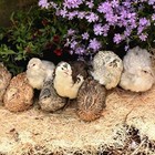 Coturnix Quail Hatching Eggs Assorted Colors  15 3 Extras