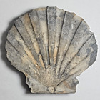 Fully Intact Scallop Fossil   Chesapecten Jeffersonius   Pliocene   3 5 X 3 75 