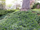 25 Vinca Minor Periwinkle Creeping Myrtle Perennial Evergreen Ground Cover 