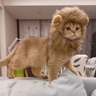 Cute Lion Mane Cat Wig Small Dog Cats Costume Lion Mane Wig Cap Hat For Cat Dogs