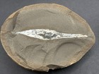Huge  3 7 8    By 2 3 4     Palaeoxyris Shark Egg Case - Georgetown  Illinois 