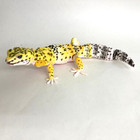 Bandai Gashapon Leopard Gecko Action Figure Advance High Yellow 165mm 2021