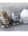 Bunny Rabbit 5 Inch Stuffed Animal Plush Toys Toddler Doll Kids Gifts