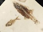 Two Different Species  Mioplosus And Diplomystus Fish Fossils Wyoming 2303gr