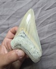 Large Rare Quality Colorful Aurora Lee Creek Megalodon Shark Tooth Fossil Nc