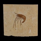 1 4  Fossil Shrimp Carpopenaeus Cretaceous Age 100 Mil Yrs Old Lebanon Coa