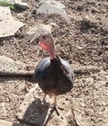 Help Feed 3 Turkeys   13 Ducks For A Month                Charity