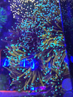 Hellfire Torch Corals - Multiples Available Yellow Gold Torch