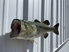 21  Largemouth Bass Two Sided Fish Mount Replica - In Stock   Ready To Ship