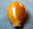 Cypraea Guttata Surinensis  47 Mm Gem  Unusual Dark Base And Sweet Color Pattern