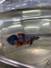Betta Live Fish Male Koi Fancy Plakat High Quality Usa Seller  Buy 1 Get 1 Free