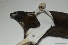 Wet Tanned Whitetail Deer Cape 8x22x23x24