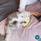 Ourpets 100-percent North-american Catnip Filled Banana Cat Toy A-peeling