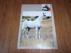 Arabian Horse Star Stallion 8 1 2  X 11  Mini Posters Ben Bask Ew Fez  Lot Of 10