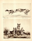 Antique German Shepherd Print Vintage Diana Thorne Wall Art Decor 6615q
