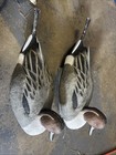 Lot Of 3 Tanglefree Duck geese Decoy 18   