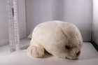 Yomiko Harp Seal By Russ White Plush Stuffed Animal 16 Inches