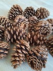 Ponderosa Pine Cones 50ct