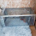 Usa Mouse Trap Rat Trap Rodent Trap Live Catch Cage  Easy To Set Up And Reuse