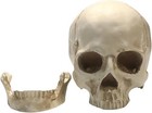  Resin Skull  1 1 Human Skull  Human Head Model For Home Decoration  Halloween 