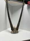 Gemsbok Skull Cap From A South African Oryx