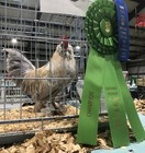 12  Porcelain D   uccle Bantam Fresh Hatching Eggs  Laying Now 