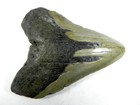 4 1 2   Inch Fossil Megalodon Prehistoric Shark Tooth Teeth Fossil Tooth
