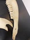 Huge  Real  18  Elk Taxidermy Bones Skeleton Native Art  Jaw Bone Teeth Set Of 2