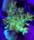 2-3    Frag Live Ultra Green Kenya Tree Coral Reef Tank Beginner Soft Coral