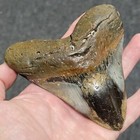 4 3 4 Prehistoric Megalodon  Fossil Shark Tooth Teeth Polished Free Shipping 