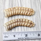 2 Extra Large Rattlesnake Rattles   7854    Taxidermy Diamondback Sidewinder