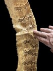 Canebrake Rattlesnake Skin Timber Rattlesnake Hide Taxidermy Snake Skin Specimen