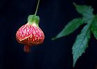 Chinese Lantern Seeds  free Shipping   25 Abutilon X Hybridum Shrub Tree Seeds
